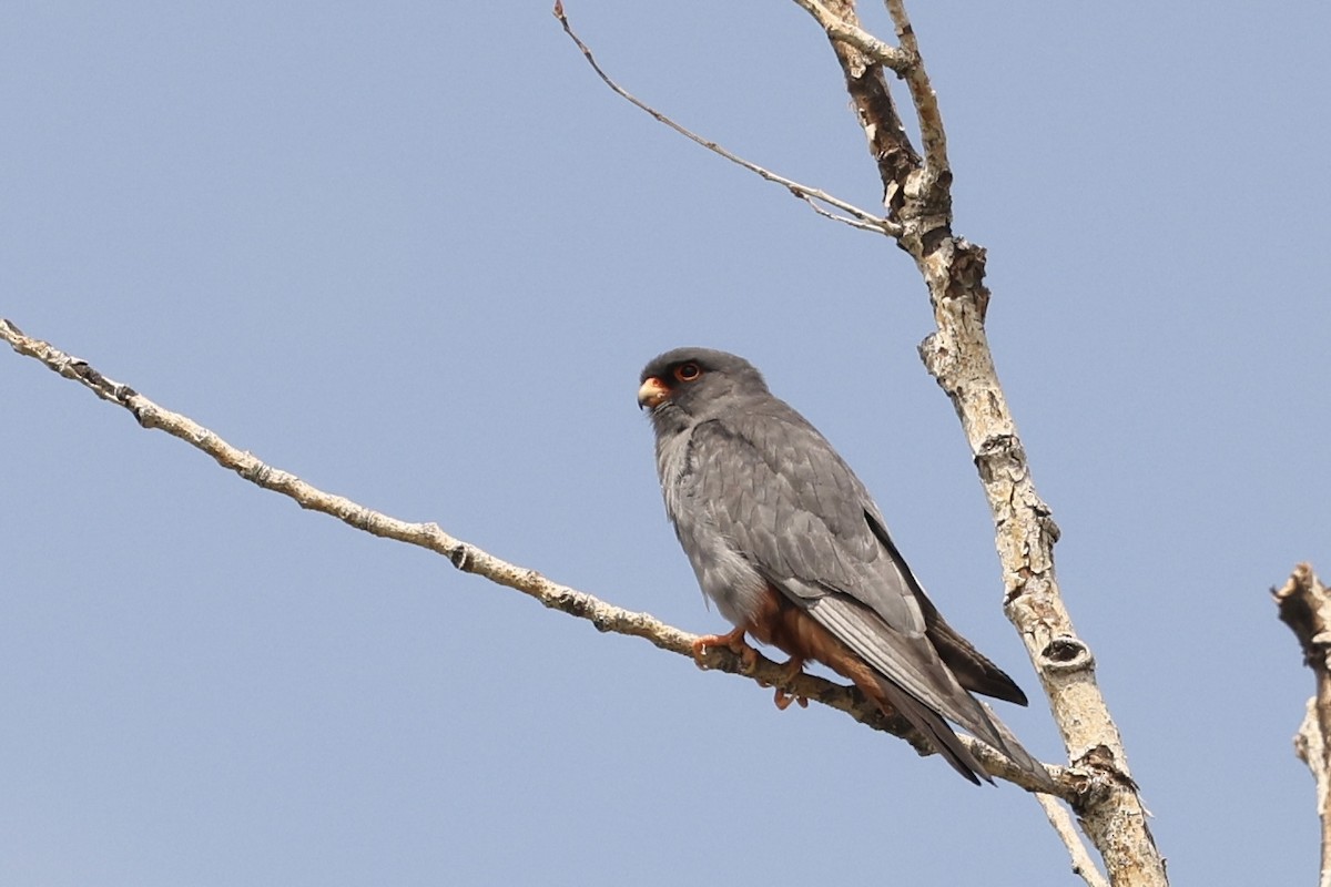 Red-footed Falcon - ML620099395