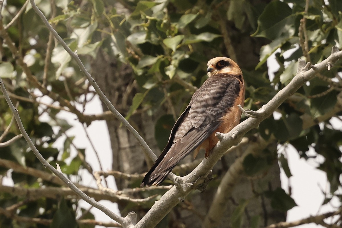 Red-footed Falcon - ML620099396