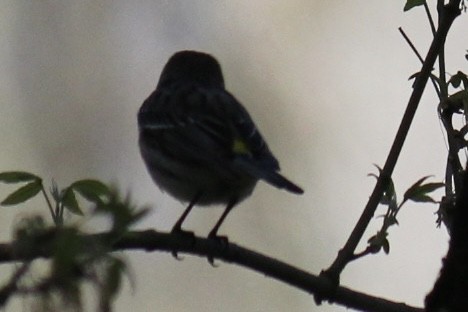Yellow-rumped Warbler (Myrtle) - ML620099398