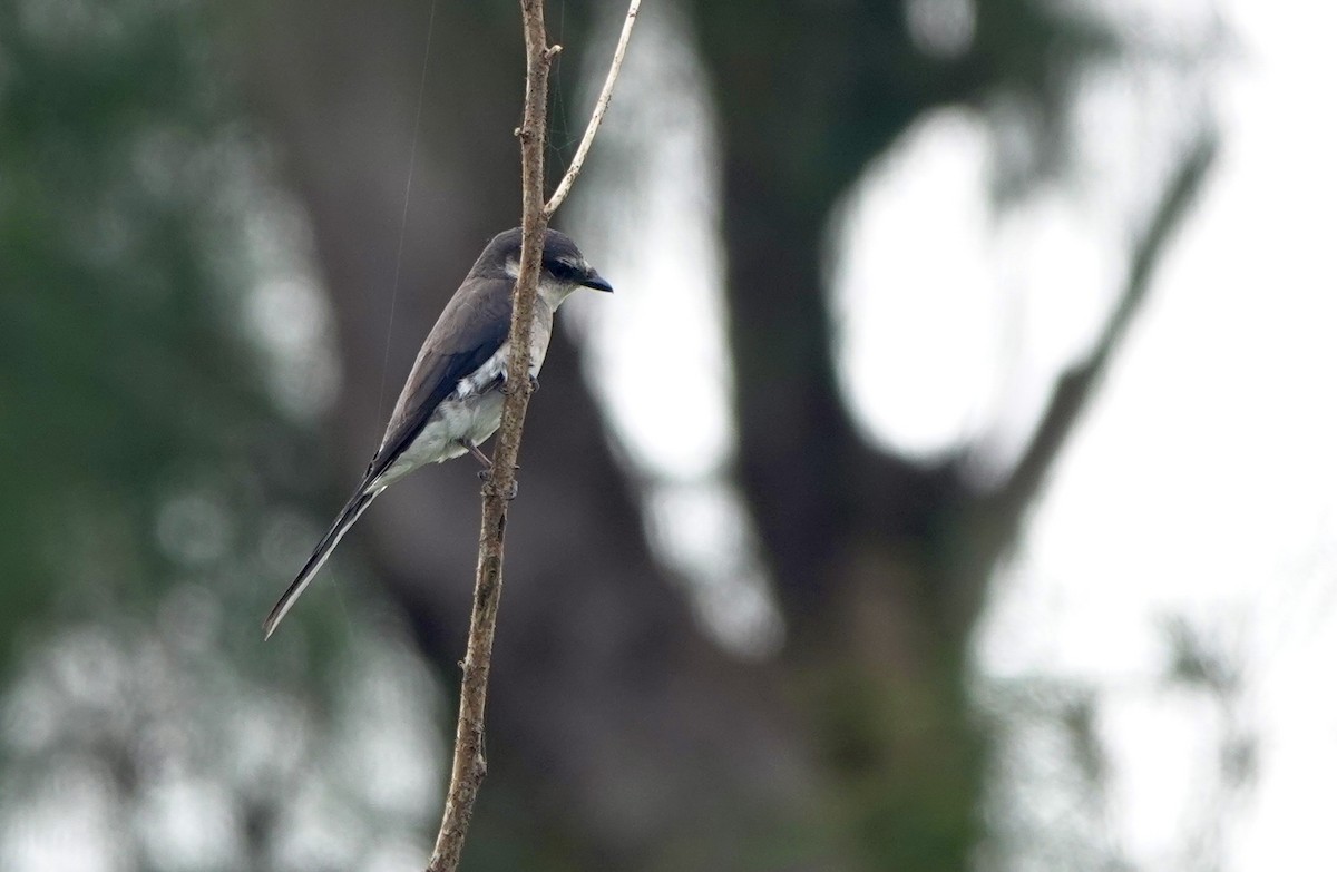 Ryukyu Minivet - ML620099405