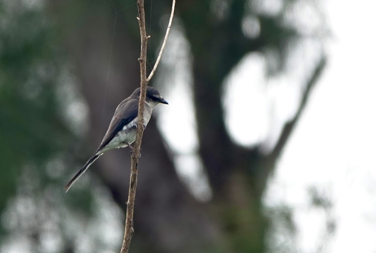 Minivet des Ryu Kyu - ML620099407