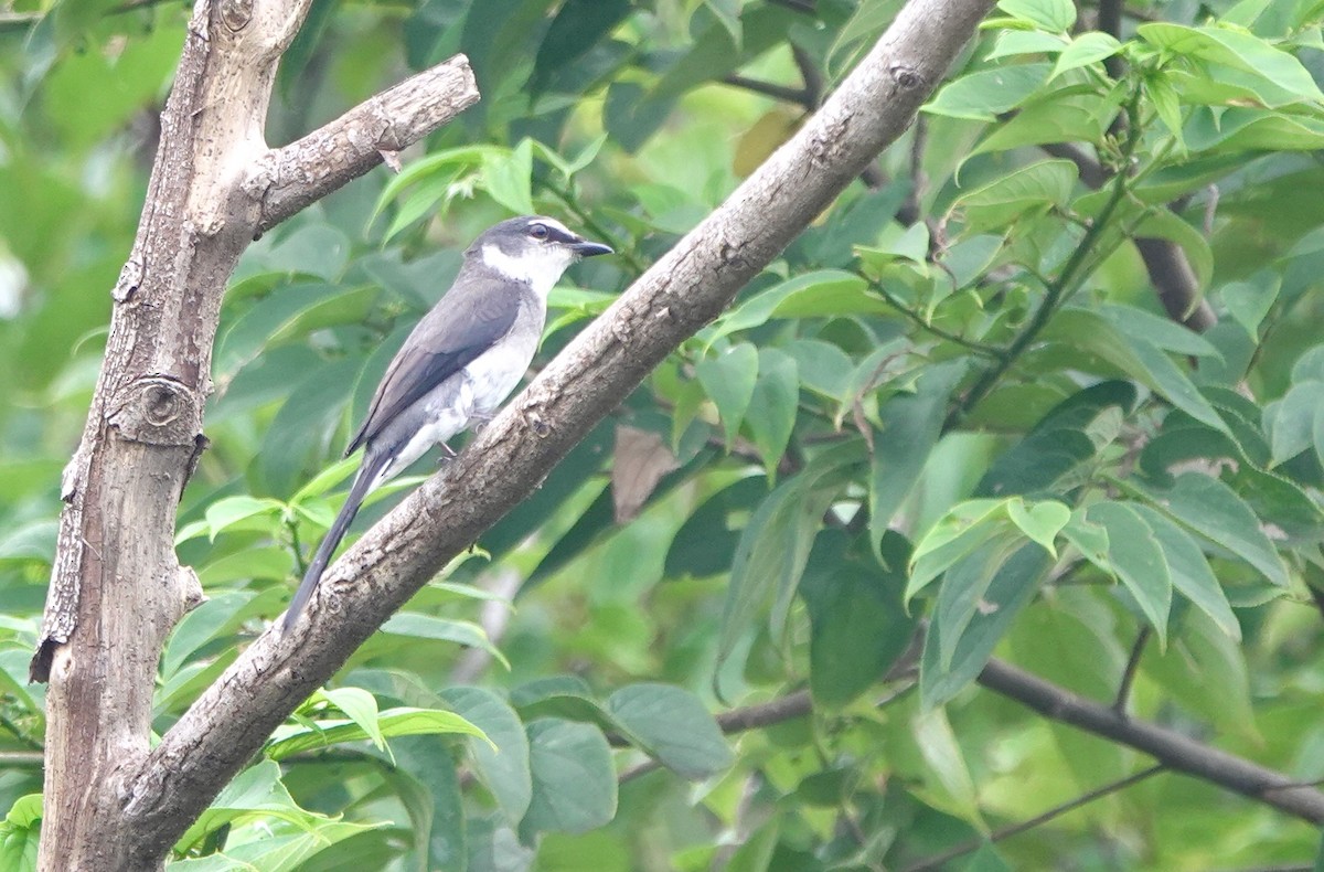 Ryukyu Minivet - Martin Kennewell