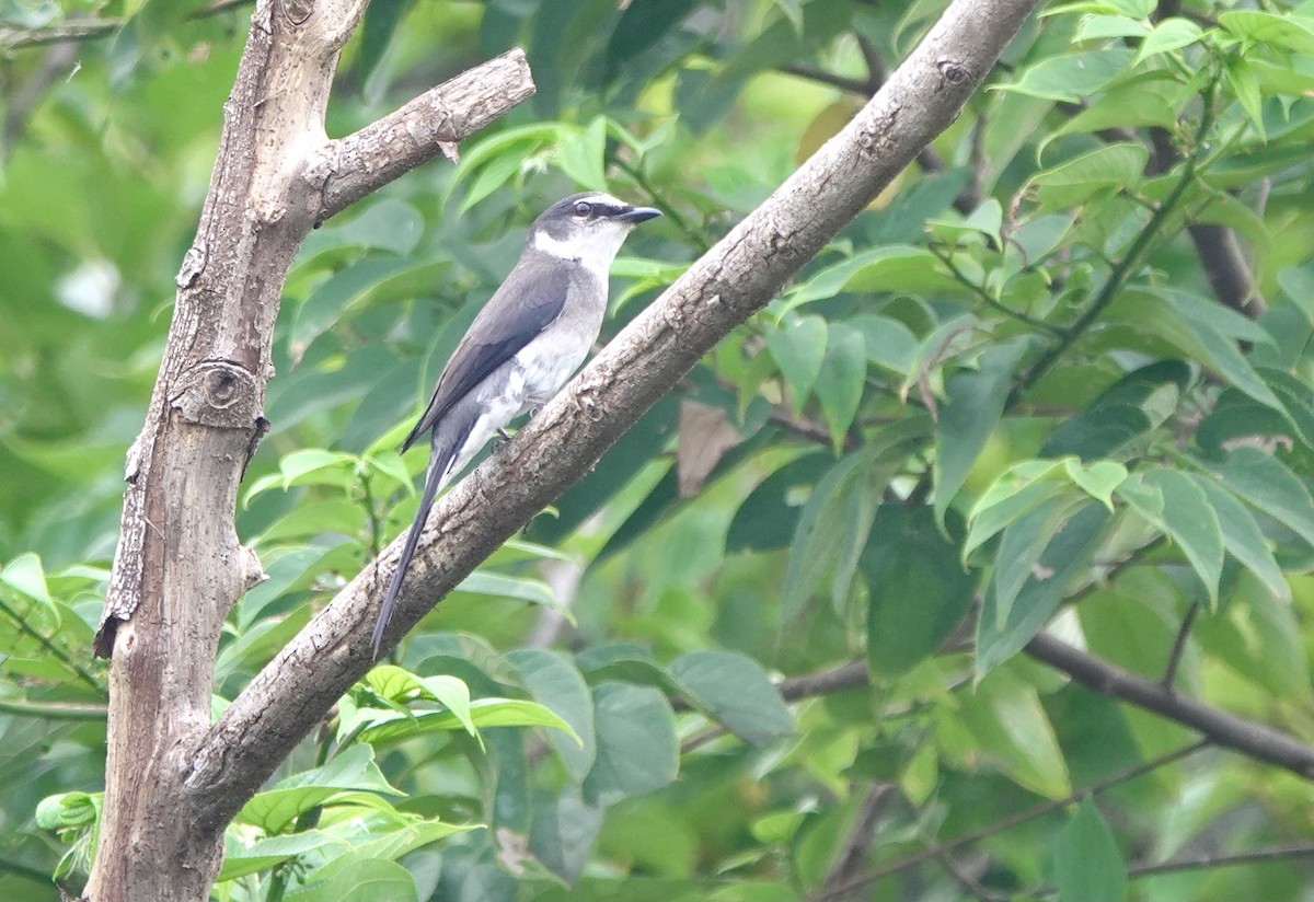 Ryukyu Minivet - ML620099411