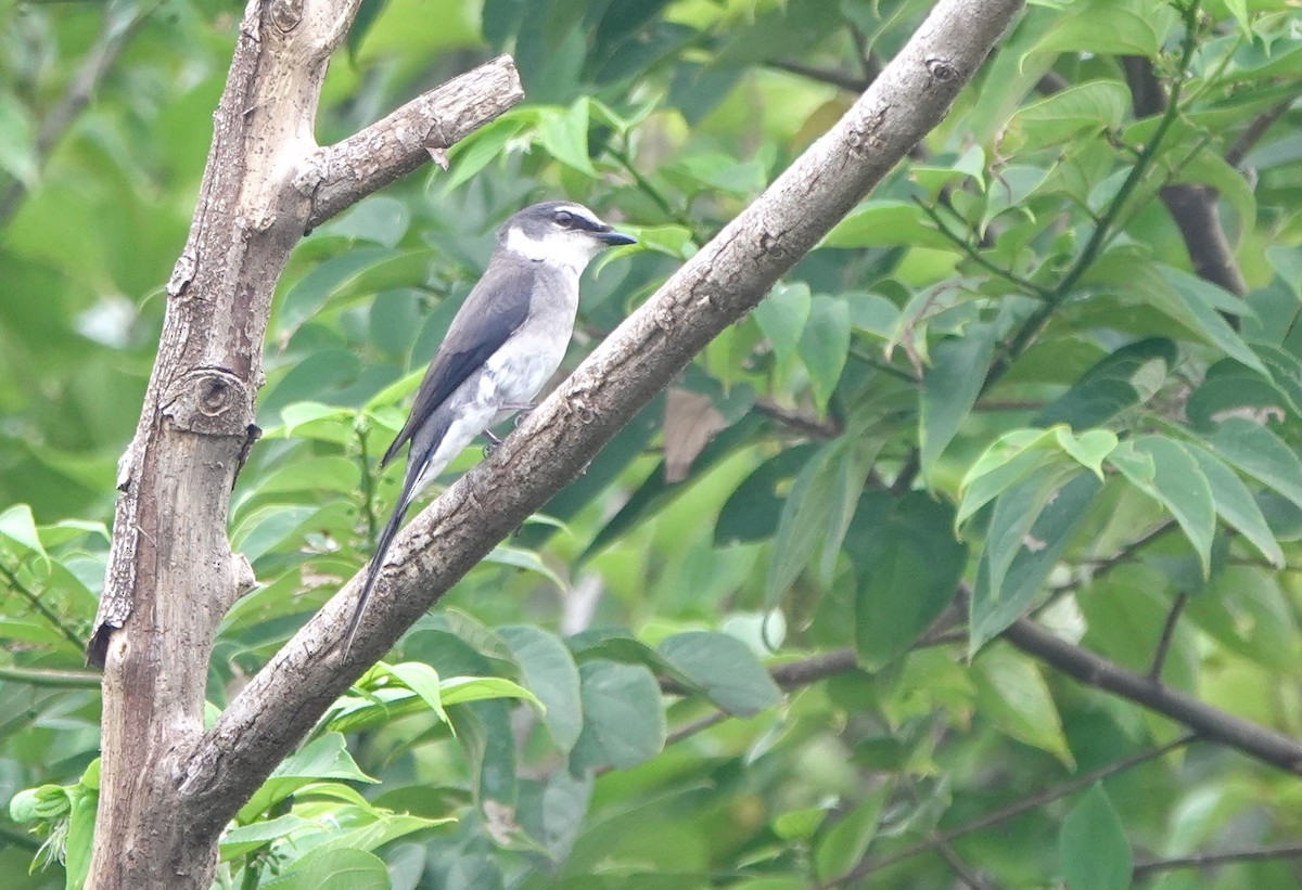 Ryukyu Minivet - ML620099412