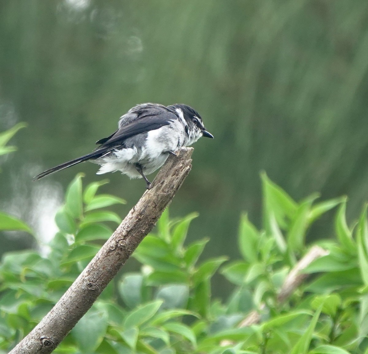 Minivet des Ryu Kyu - ML620099413