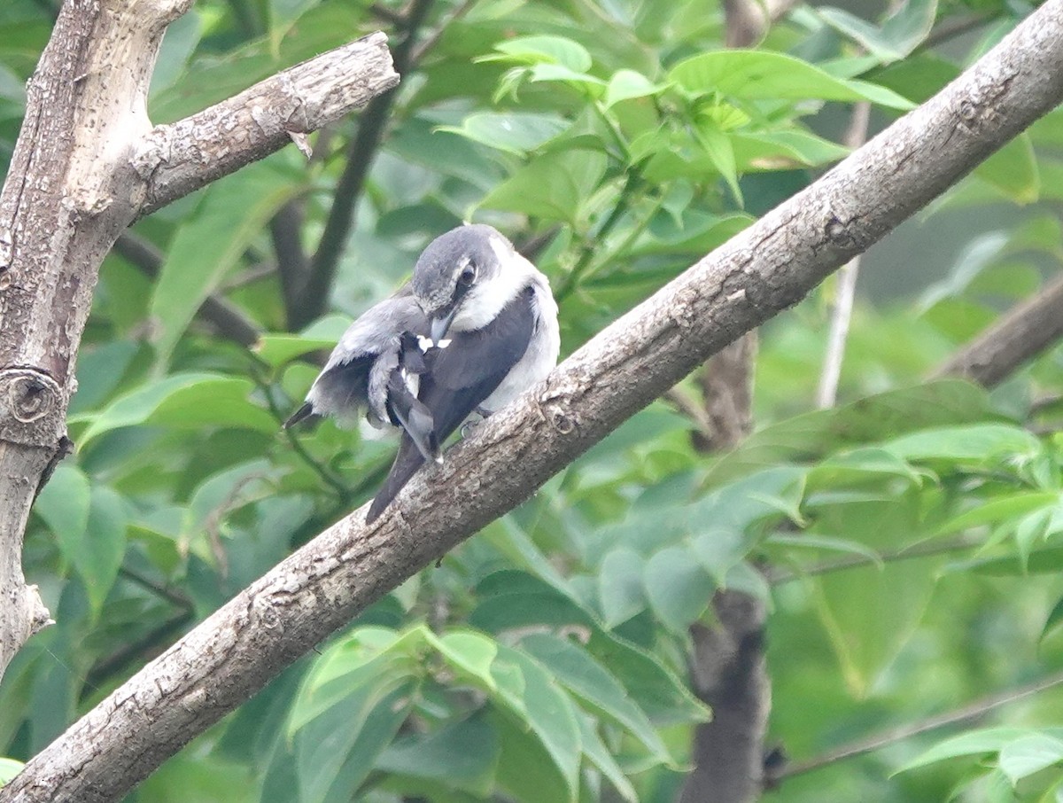 Minivet des Ryu Kyu - ML620099415