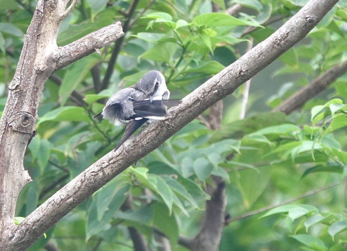 Minivet des Ryu Kyu - ML620099416