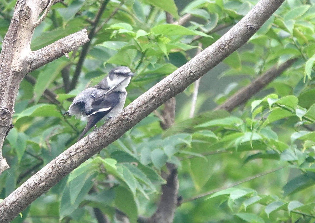 Ryukyu Minivet - ML620099417