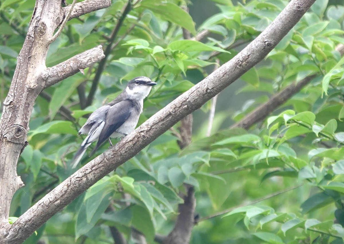 Minivet des Ryu Kyu - ML620099418