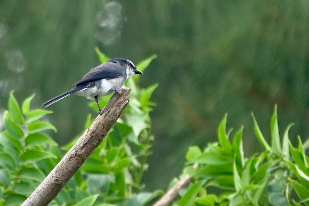 Minivet des Ryu Kyu - ML620099419