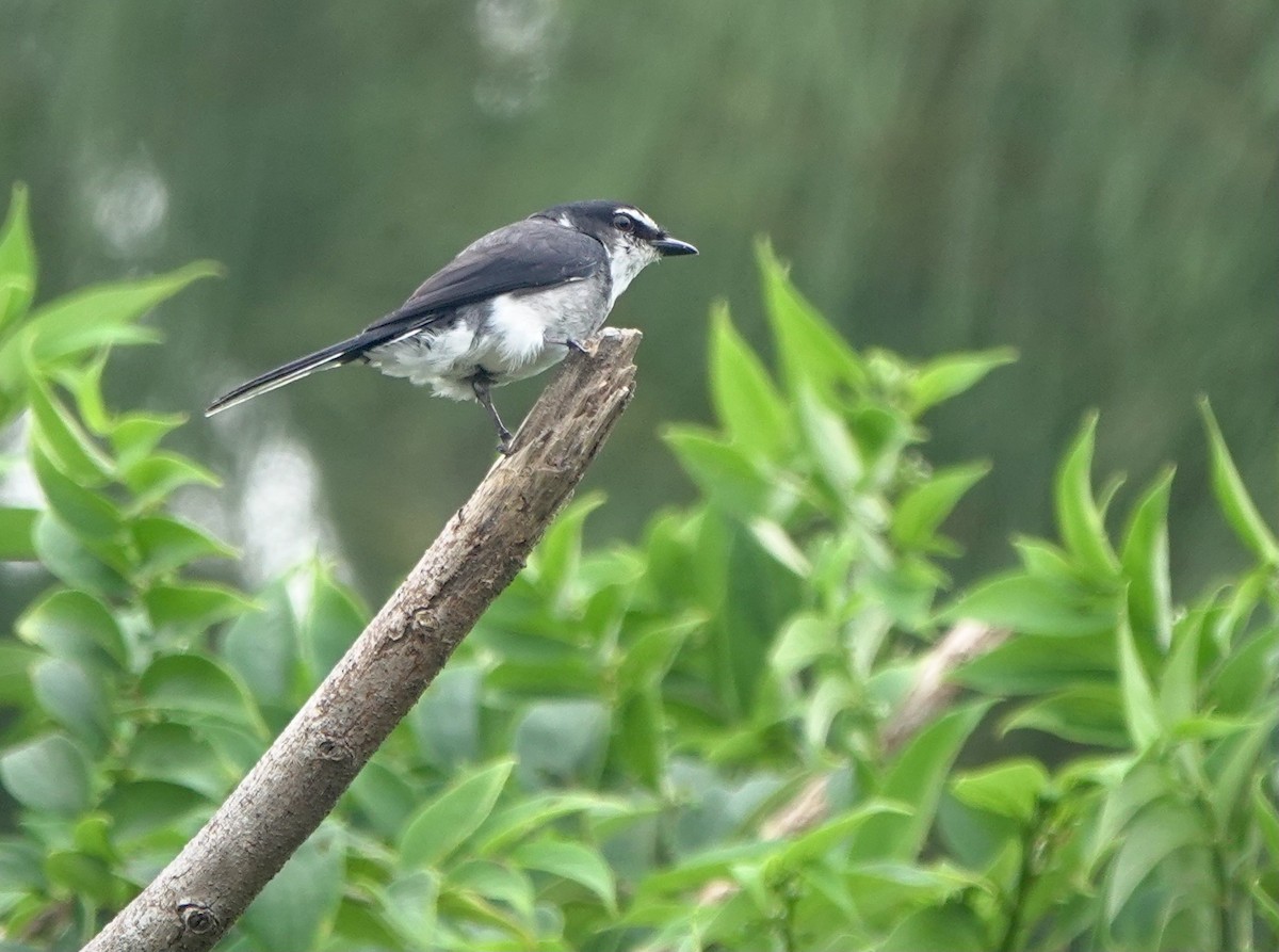 Minivet des Ryu Kyu - ML620099421