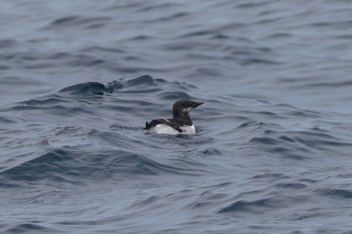 Thick-billed Murre - ML620099433