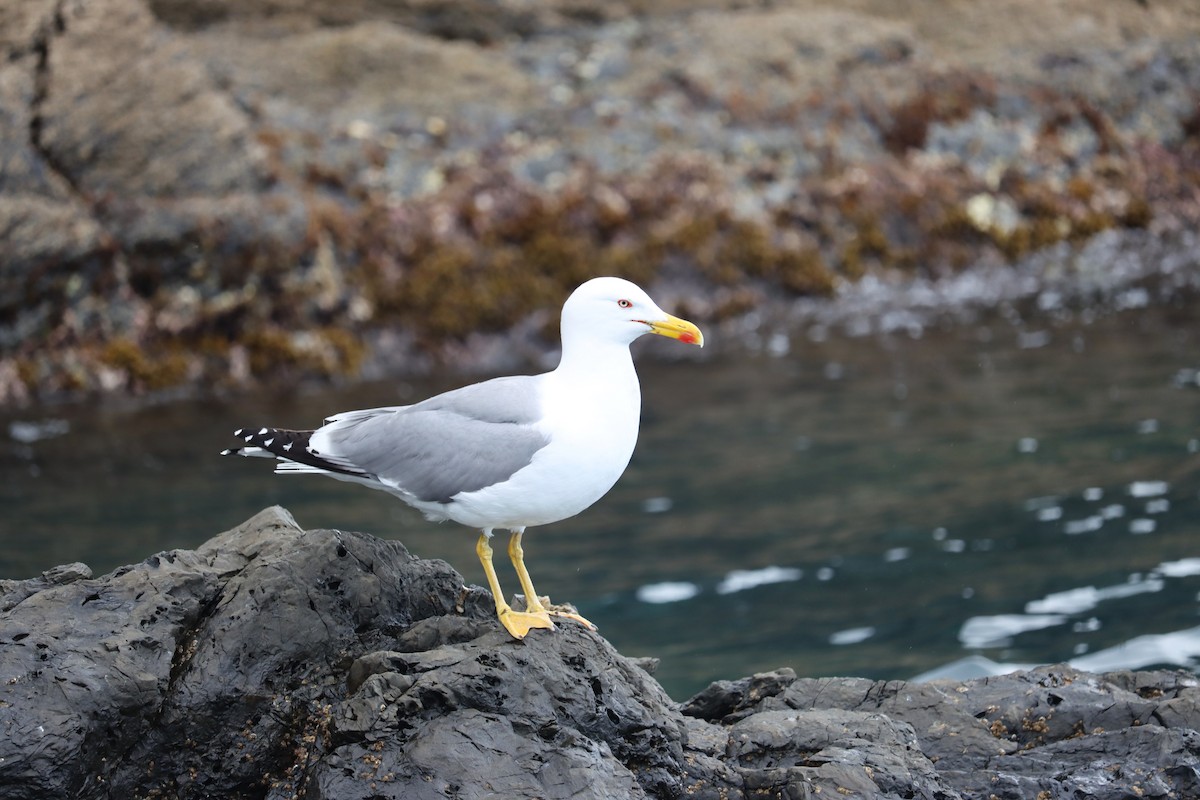Yellow-legged Gull - ML620099443