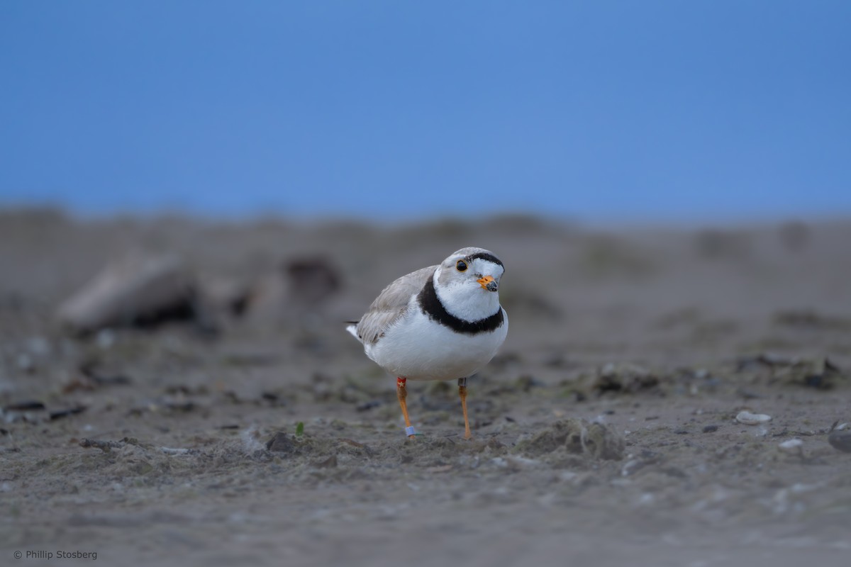 Piping Plover - ML620099444