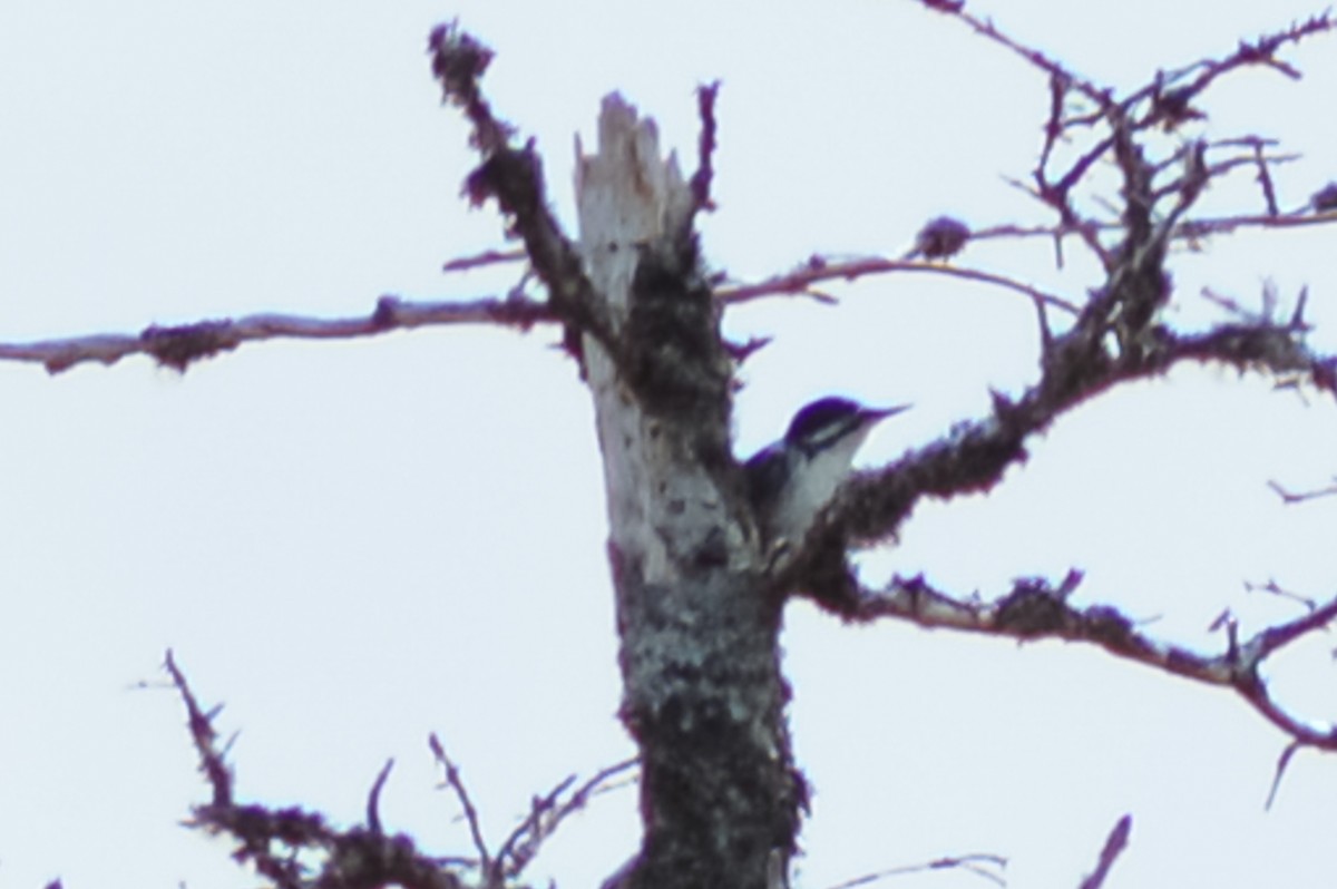 Black-backed Woodpecker - ML620099448