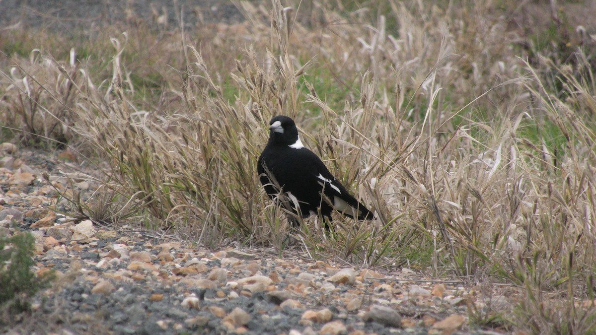 Australian Magpie (Black-backed) - ML620099459