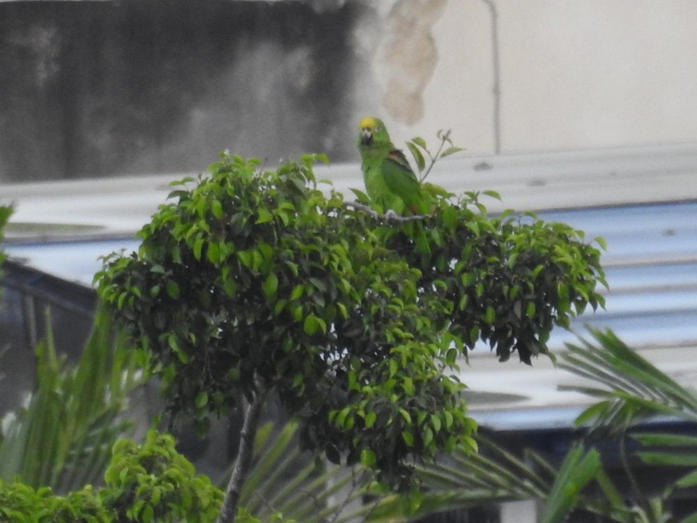 Yellow-crowned Parrot - ML620099470