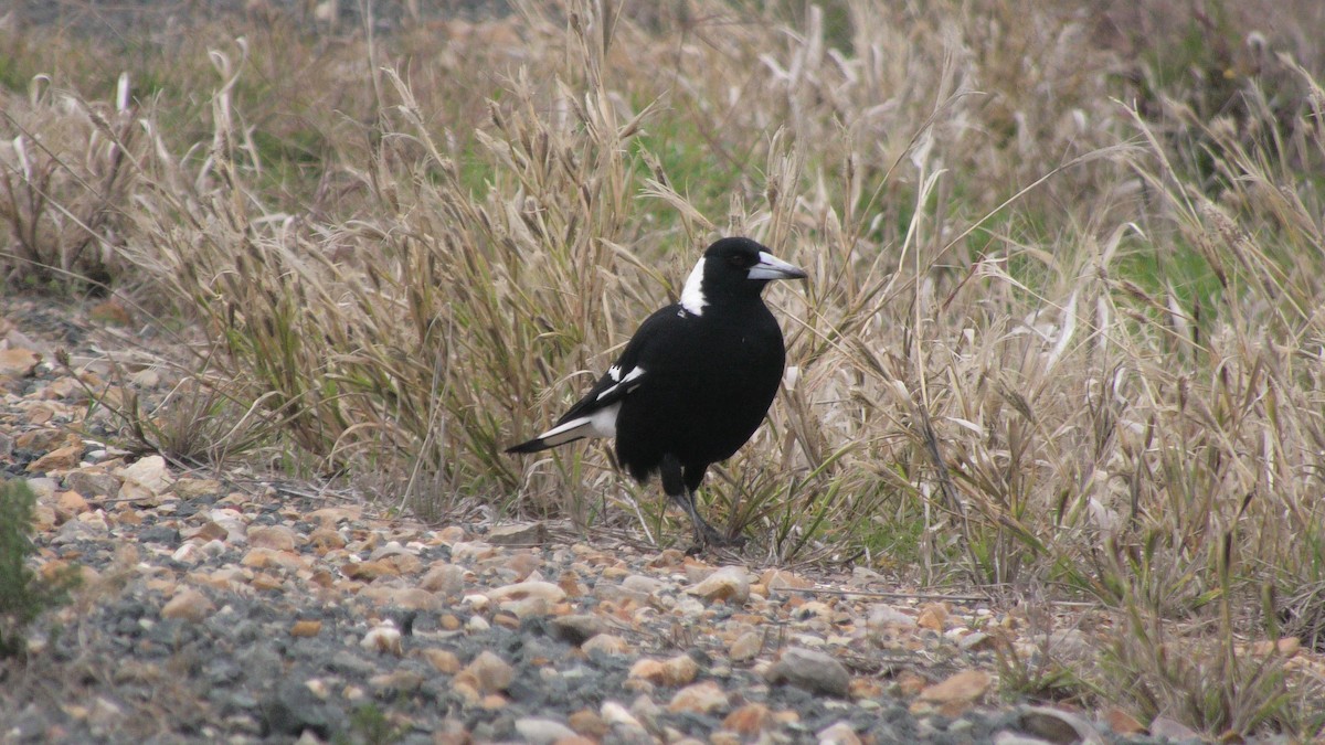 Australian Magpie (Black-backed) - ML620099472