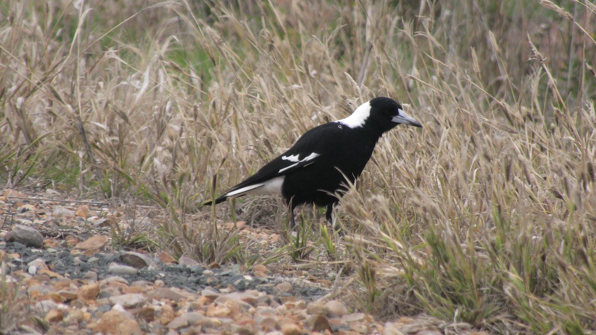 Australian Magpie (Black-backed) - ML620099473