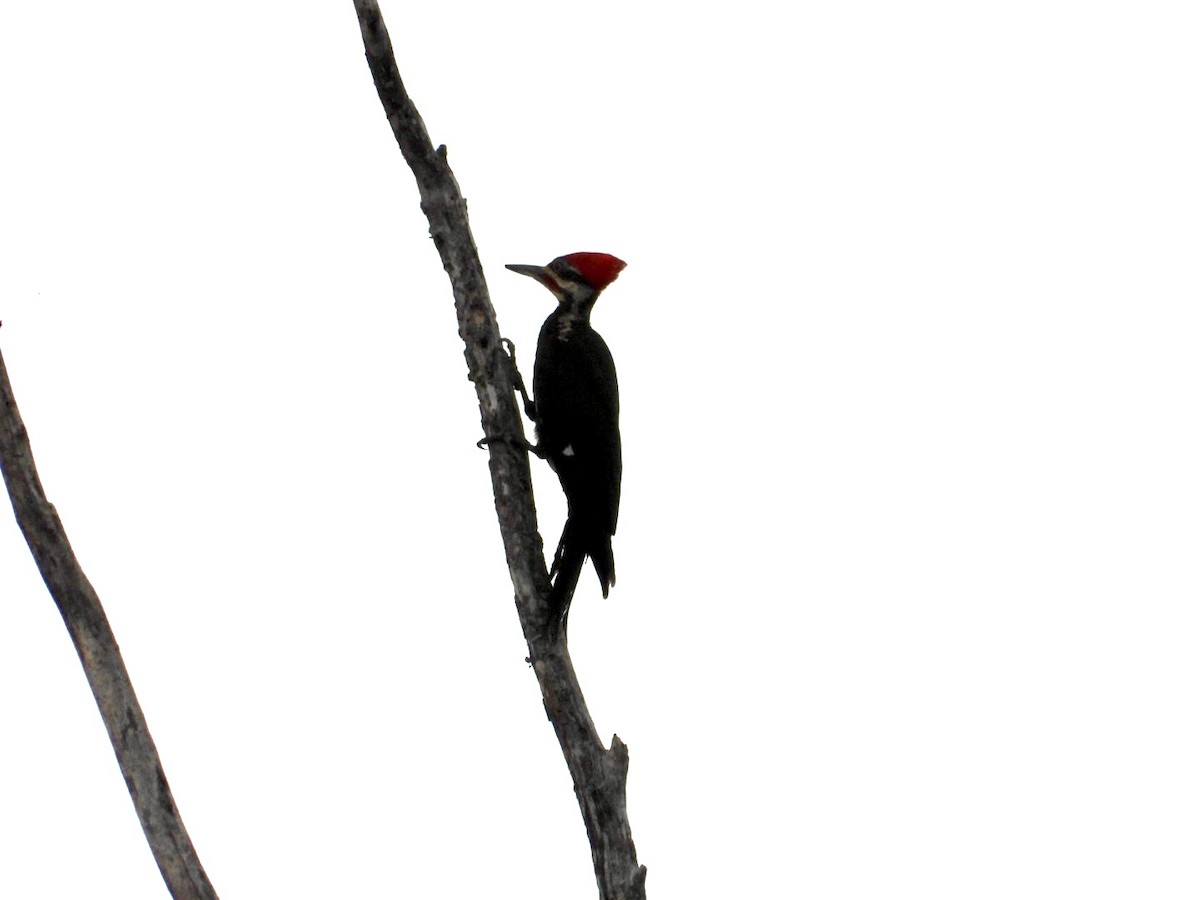 Pileated Woodpecker - ML620099484