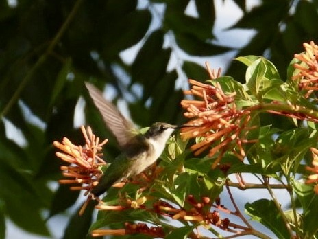 Ruby-throated Hummingbird - ML620099489