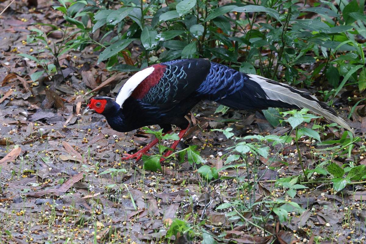 Swinhoe's Pheasant - ML620099490