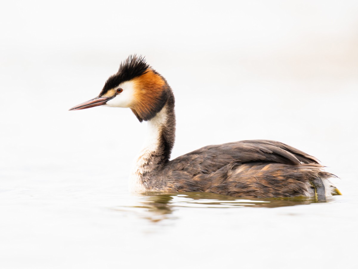 Great Crested Grebe - ML620099516