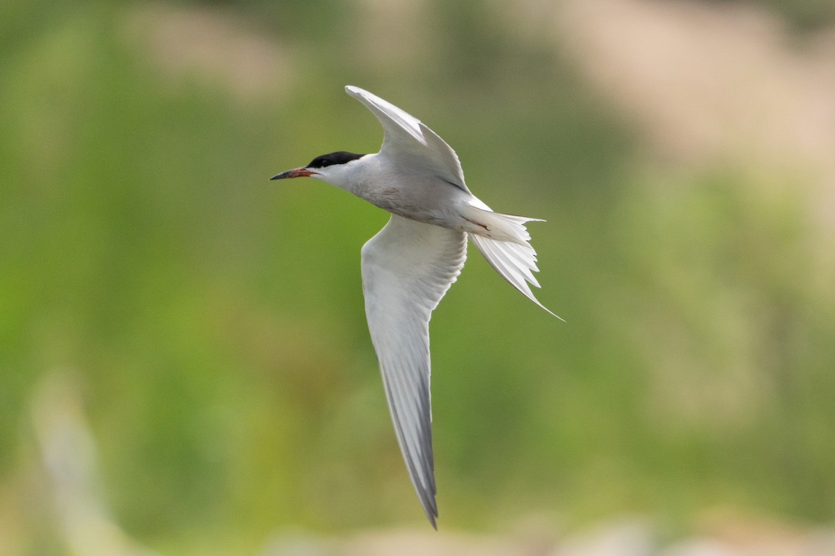 Common Tern - ML620099552