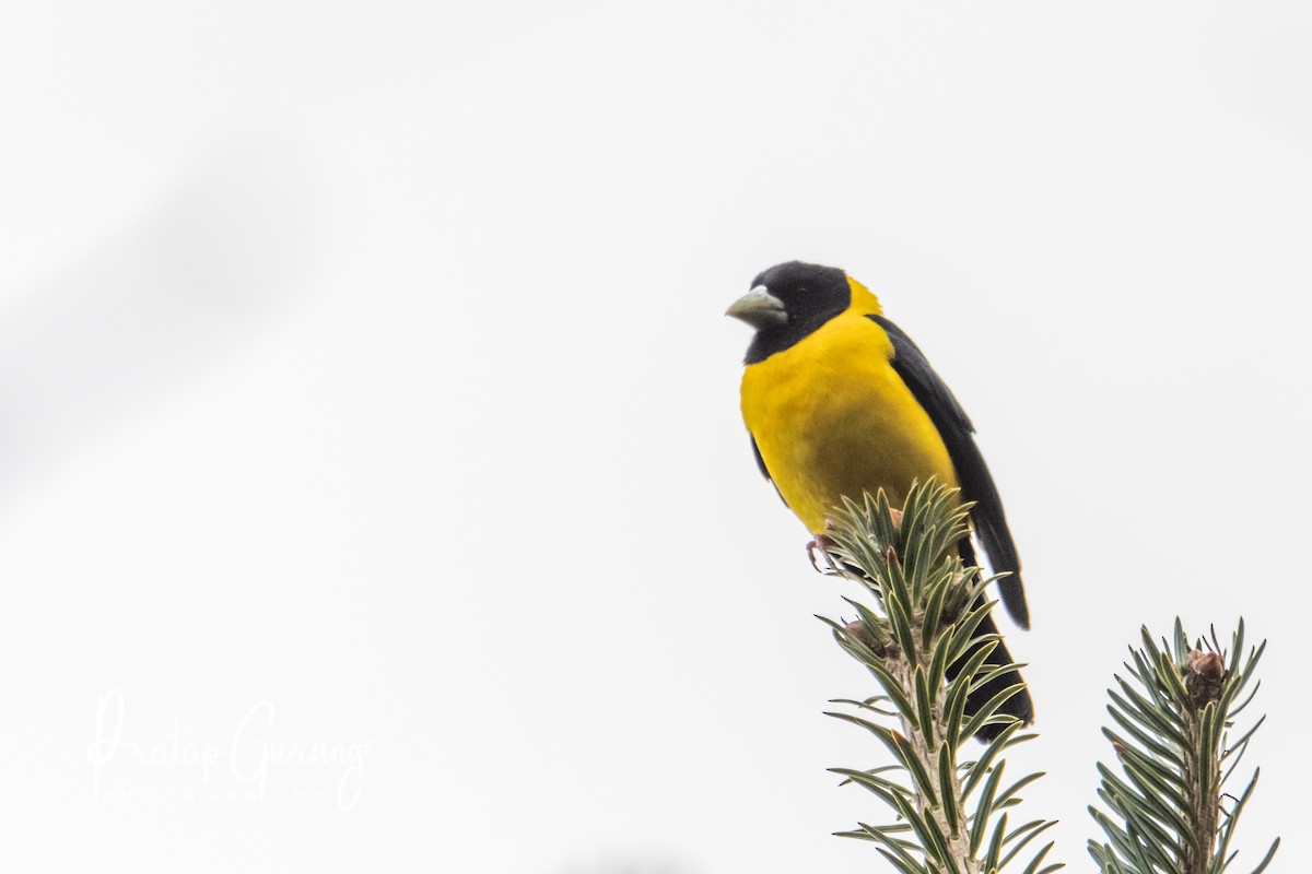 Collared Grosbeak - ML620099563