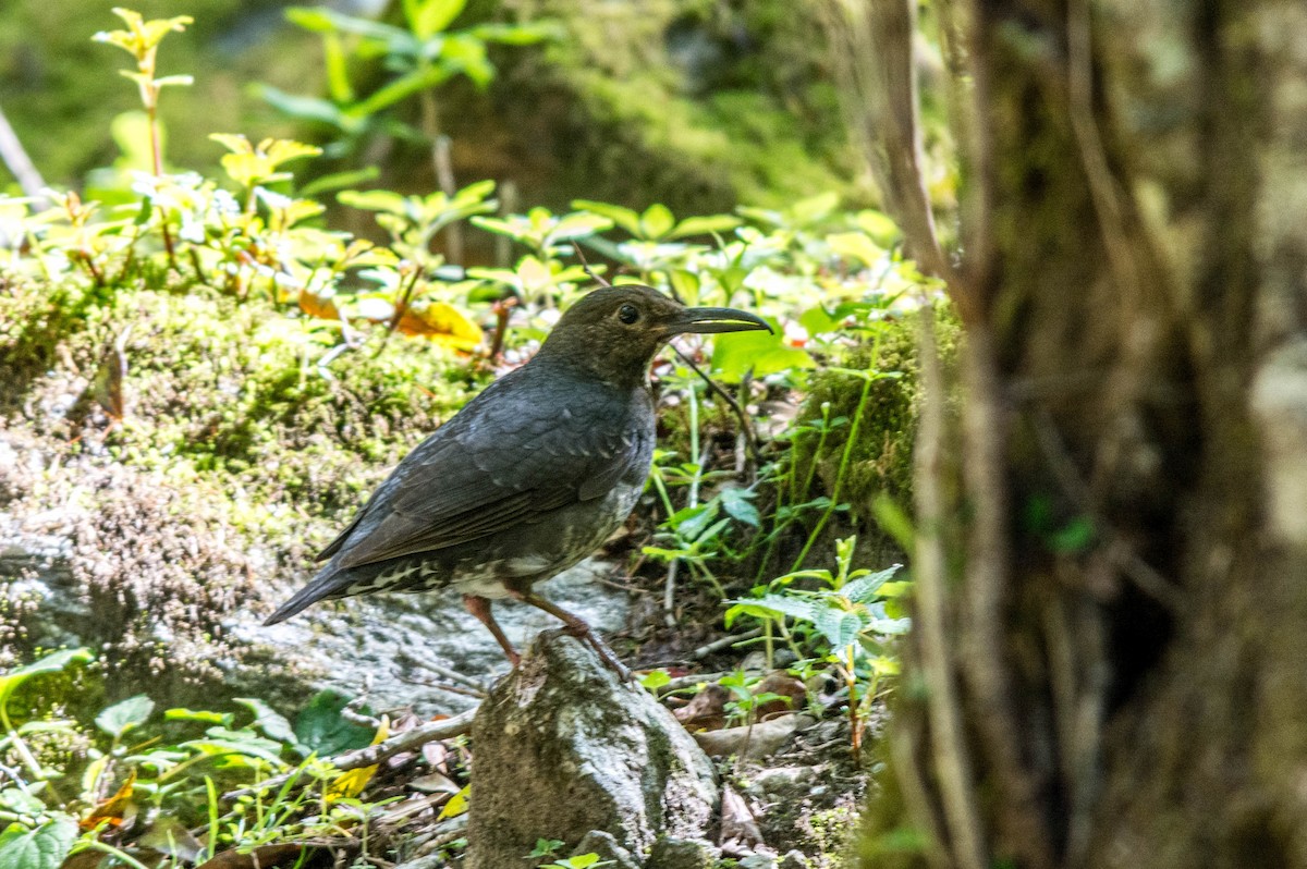 Long-billed Thrush - ML620099591