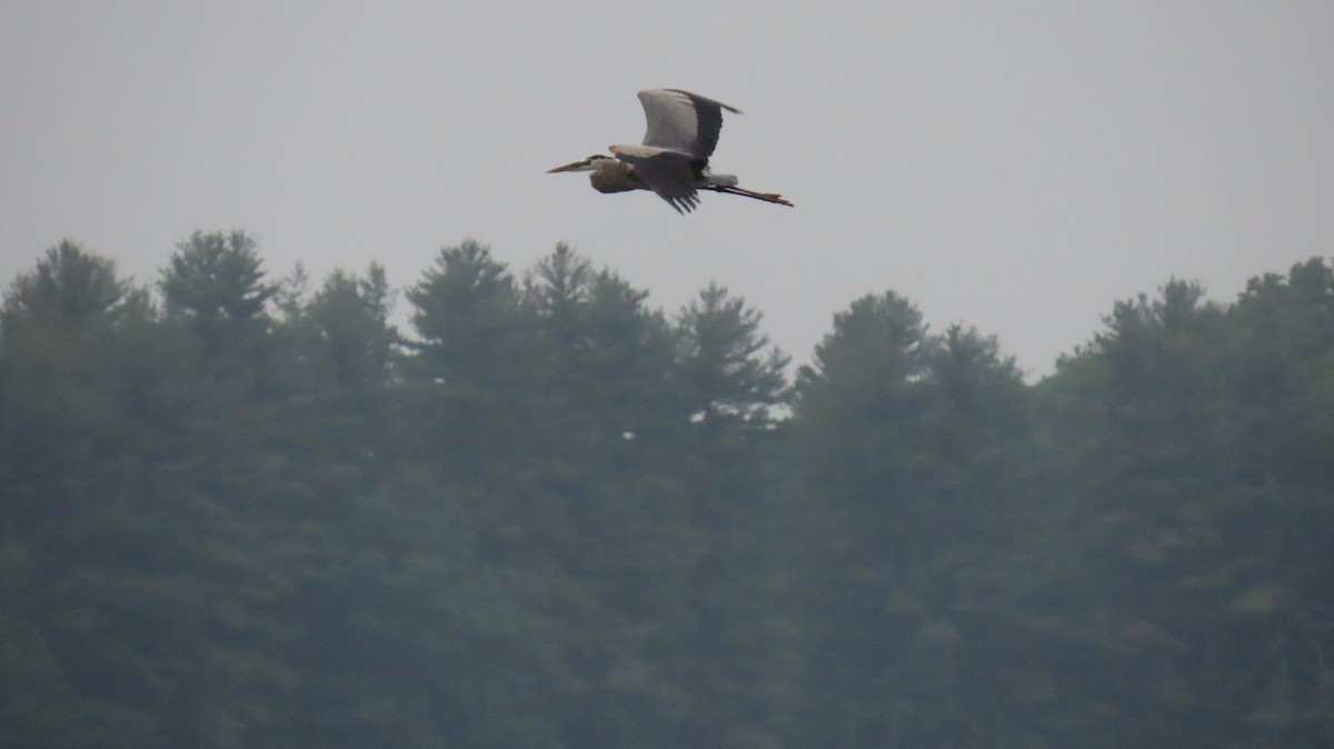 Great Blue Heron - ML620099608