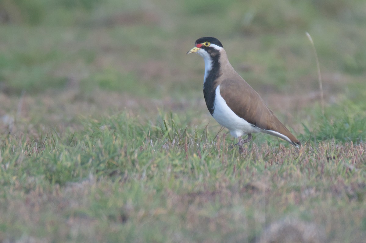 Banded Lapwing - ML620099609