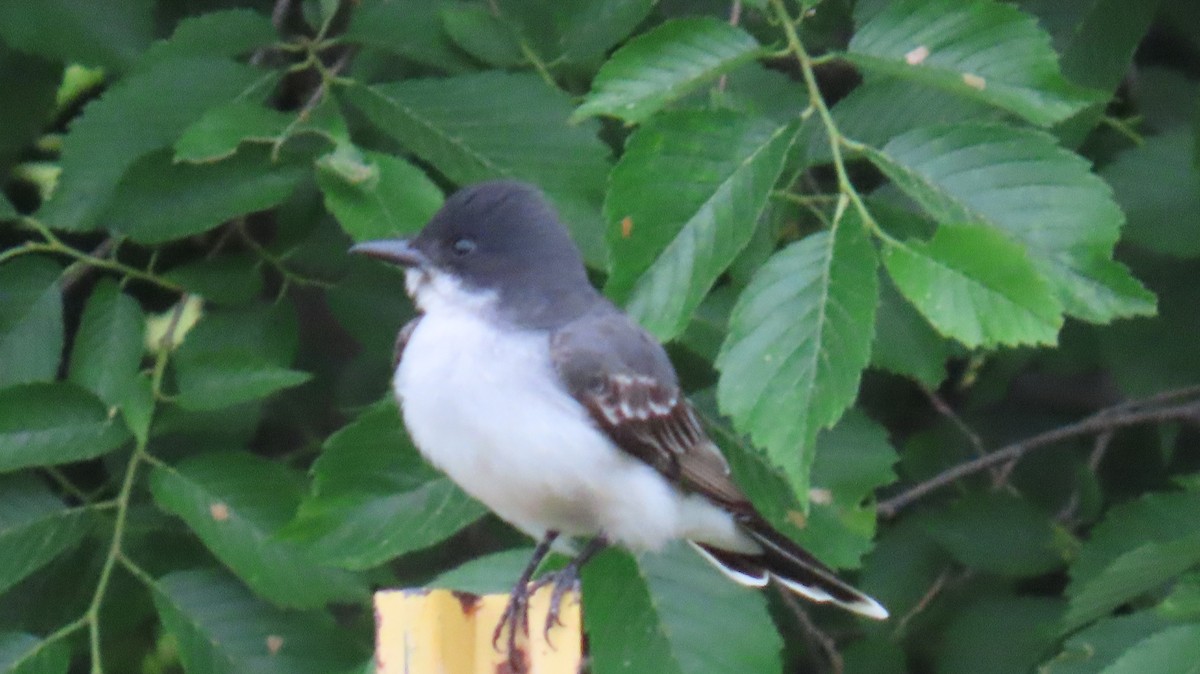 Eastern Kingbird - ML620099653