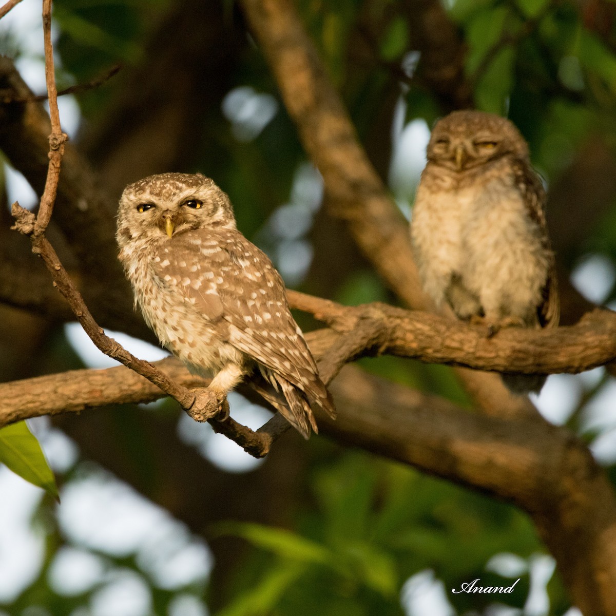 Spotted Owlet - ML620099658