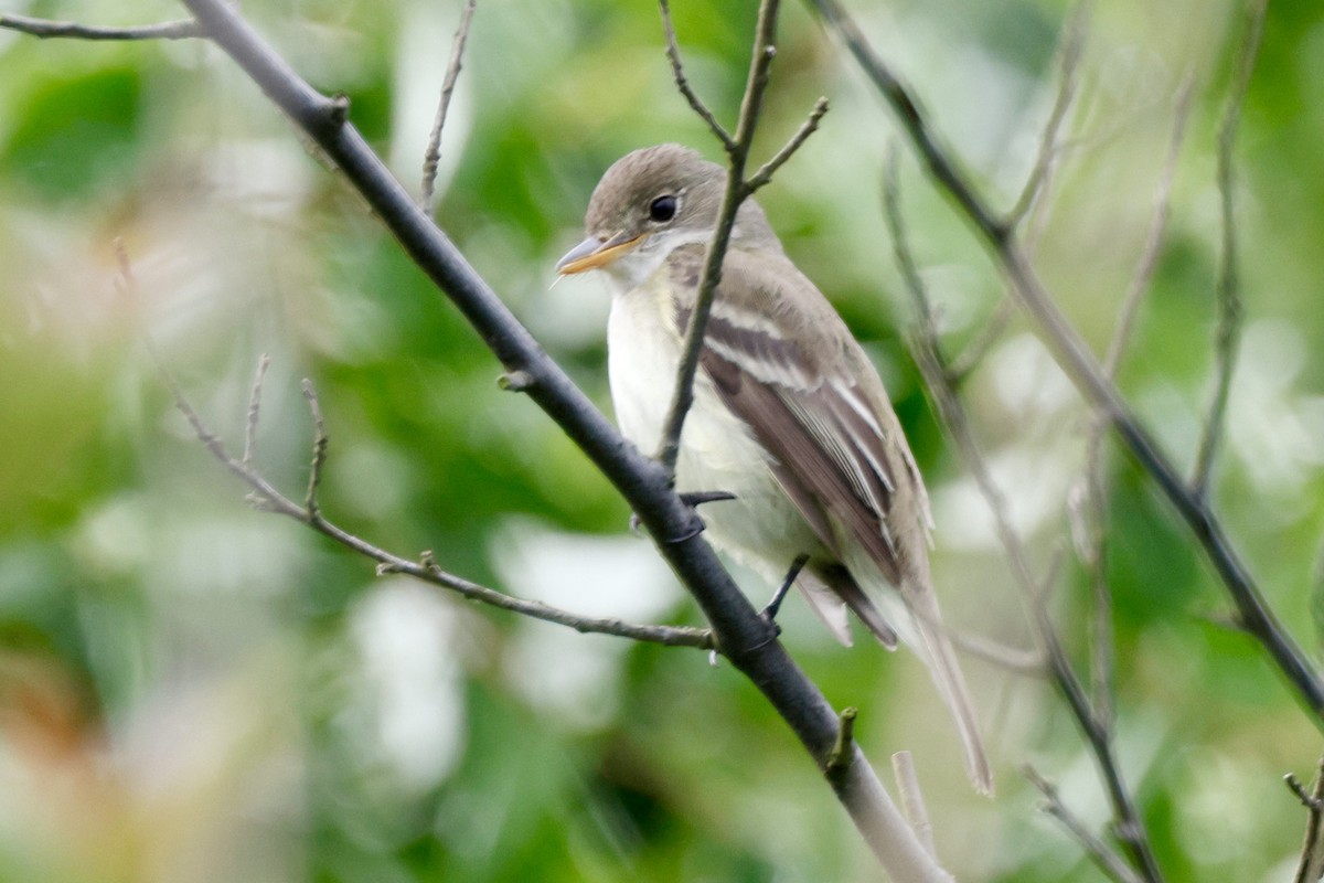 Willow Flycatcher - ML620099699