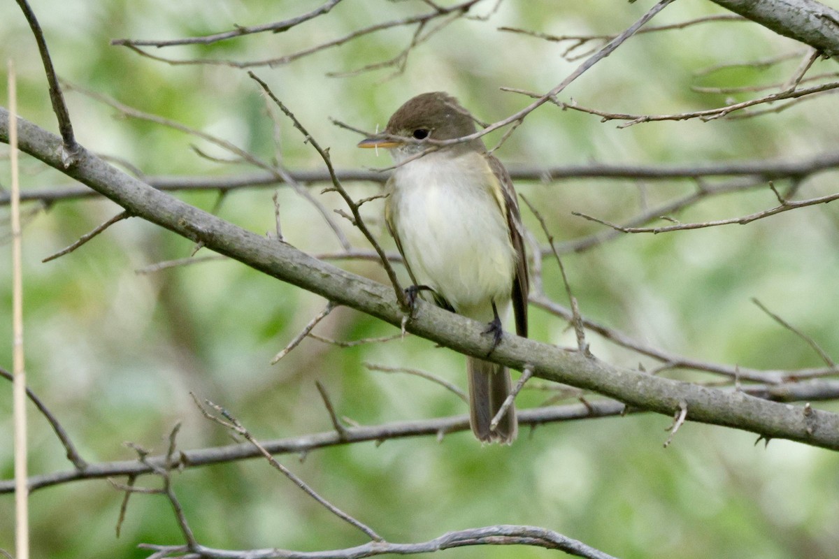 Willow Flycatcher - ML620099700