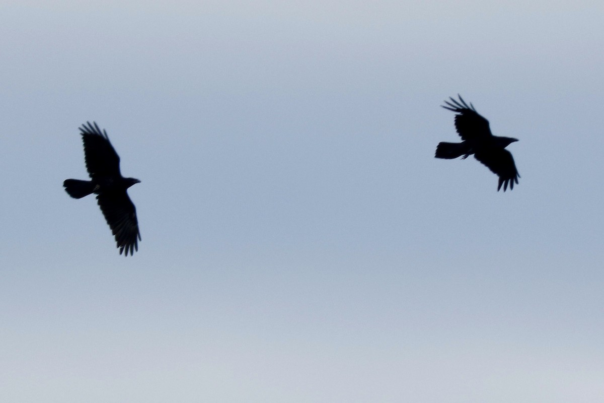 Common Raven - ML620099707