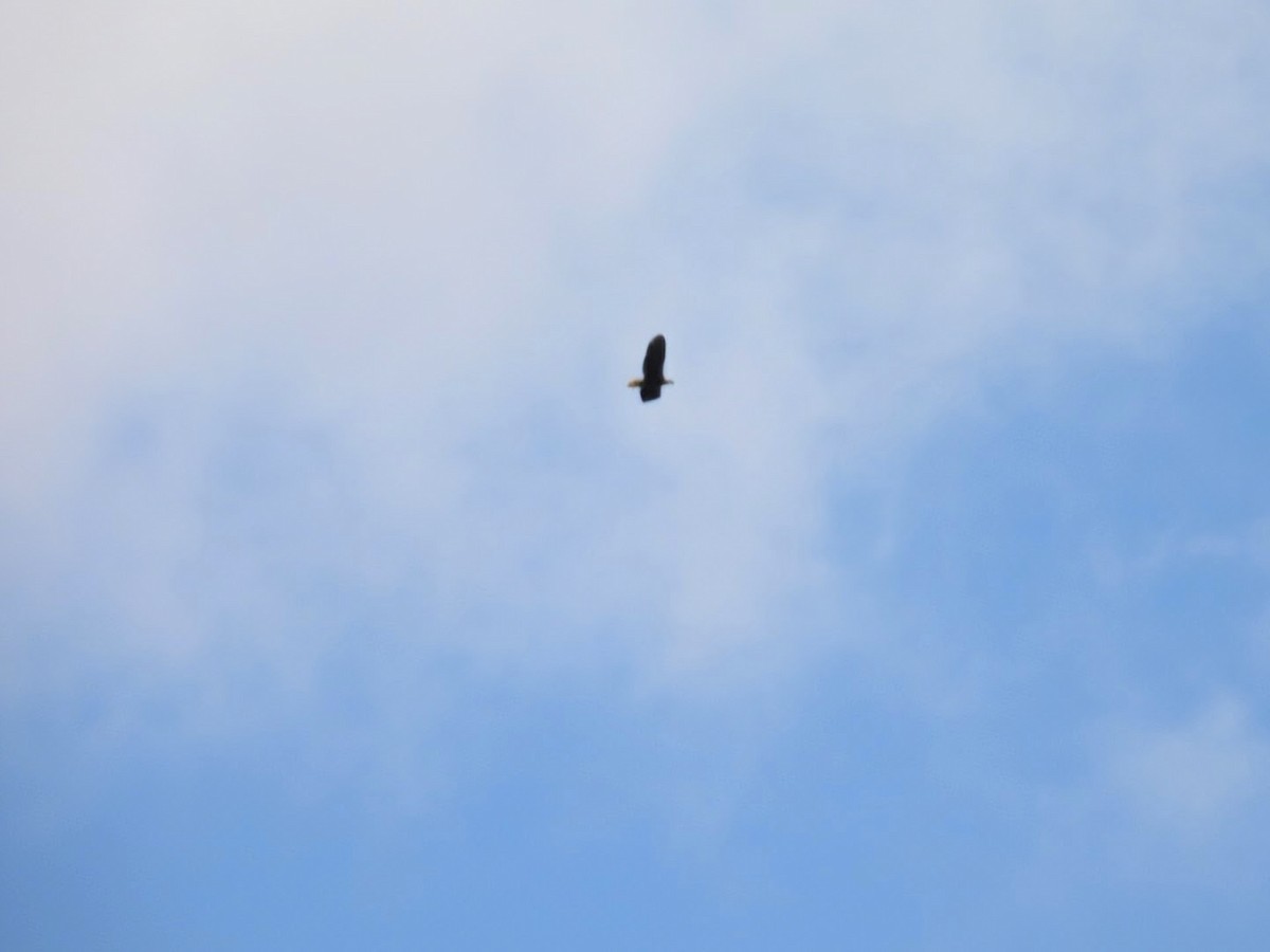 Bald Eagle - ML620099715