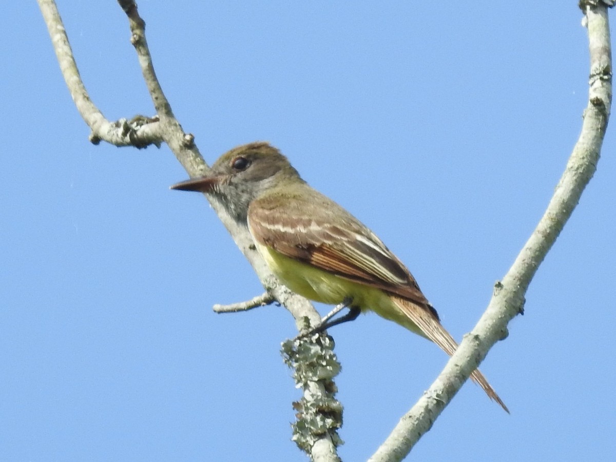 Great Crested Flycatcher - ML620099717