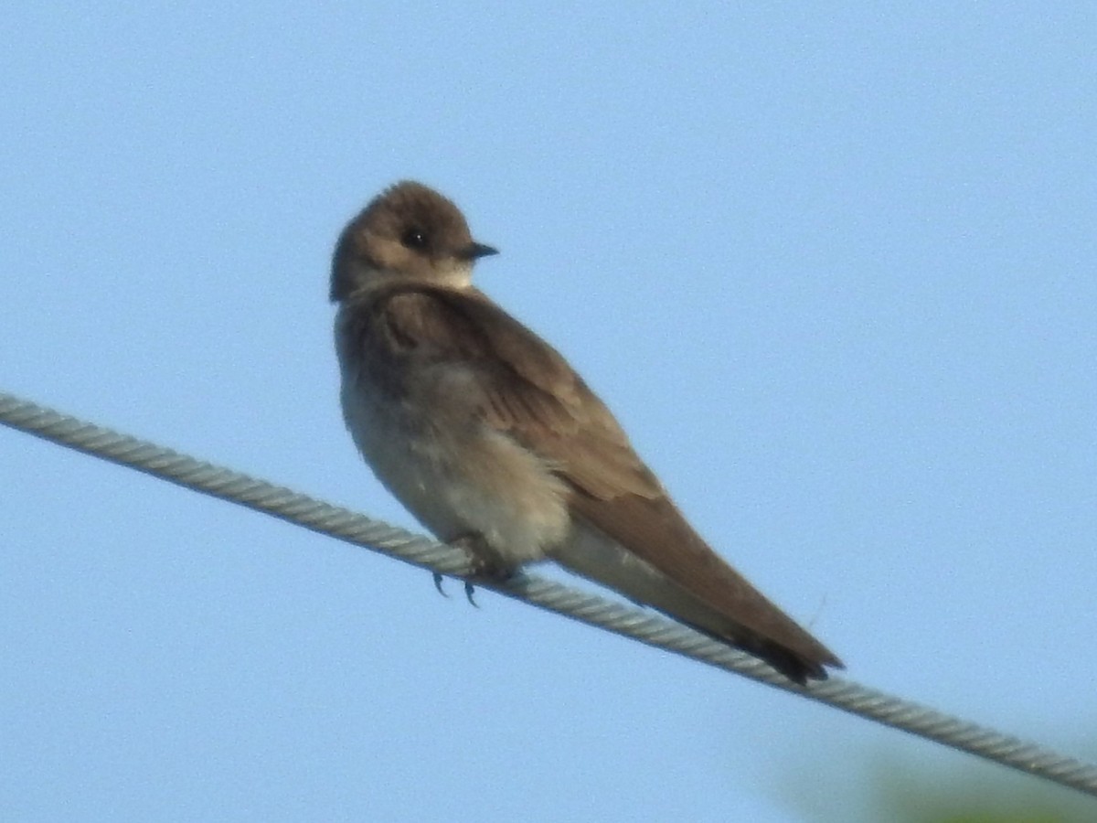 Northern Rough-winged Swallow - ML620099718