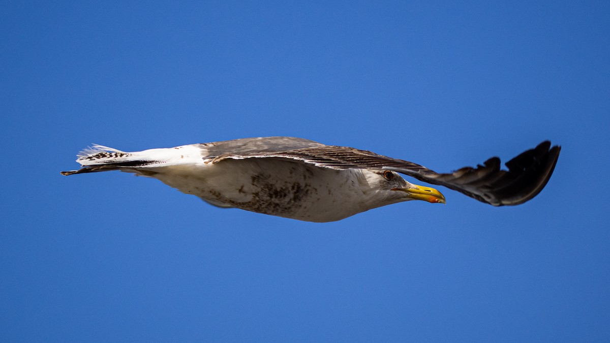 Yellow-legged Gull - ML620099727
