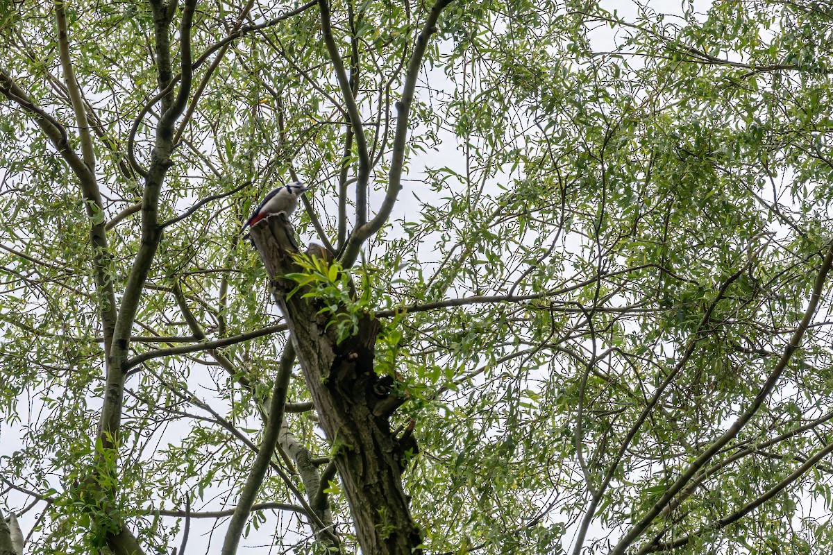 Great Spotted Woodpecker - ML620099733