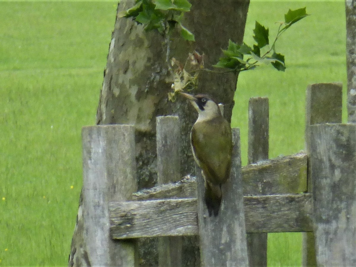 Eurasian Green Woodpecker - ML620099737