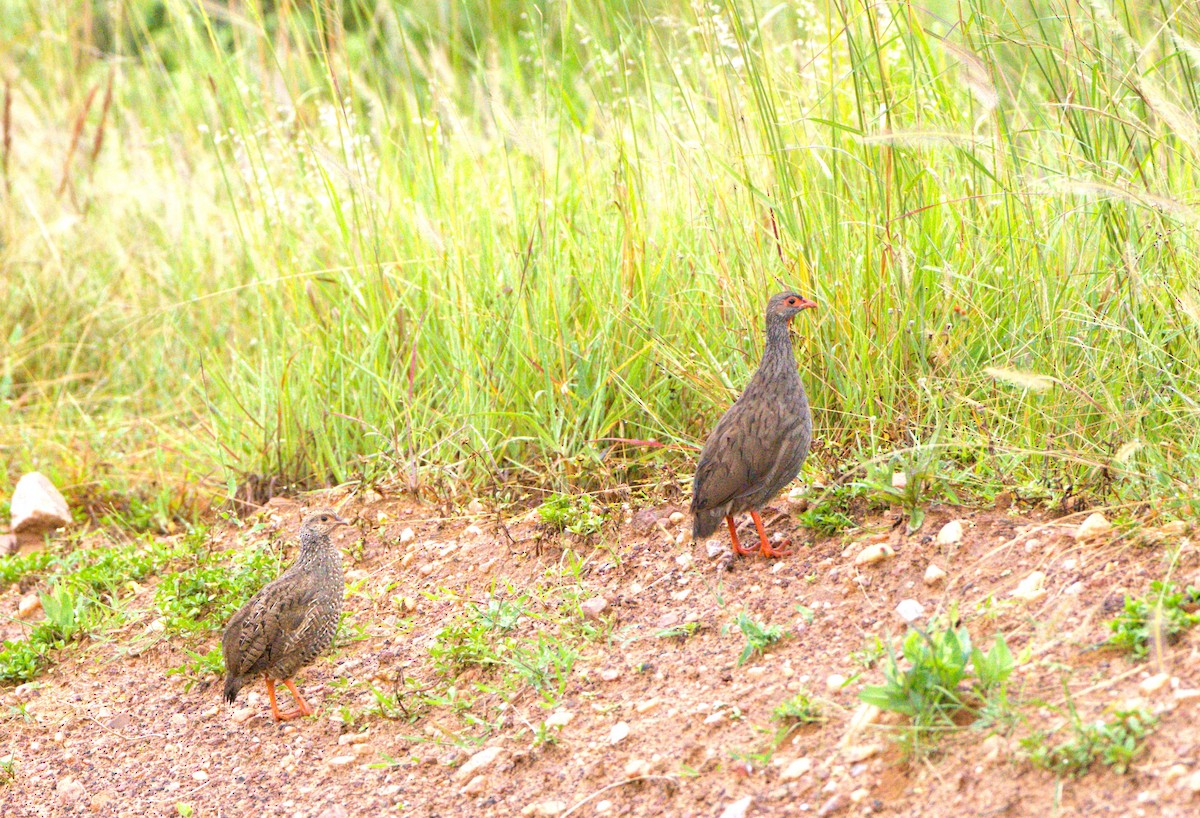 Red-necked Spurfowl - ML620099738