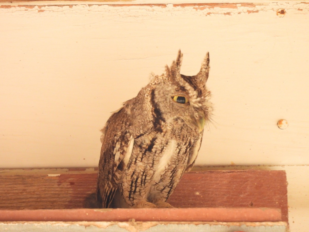 Eastern Screech-Owl (McCall's) - ML620099742