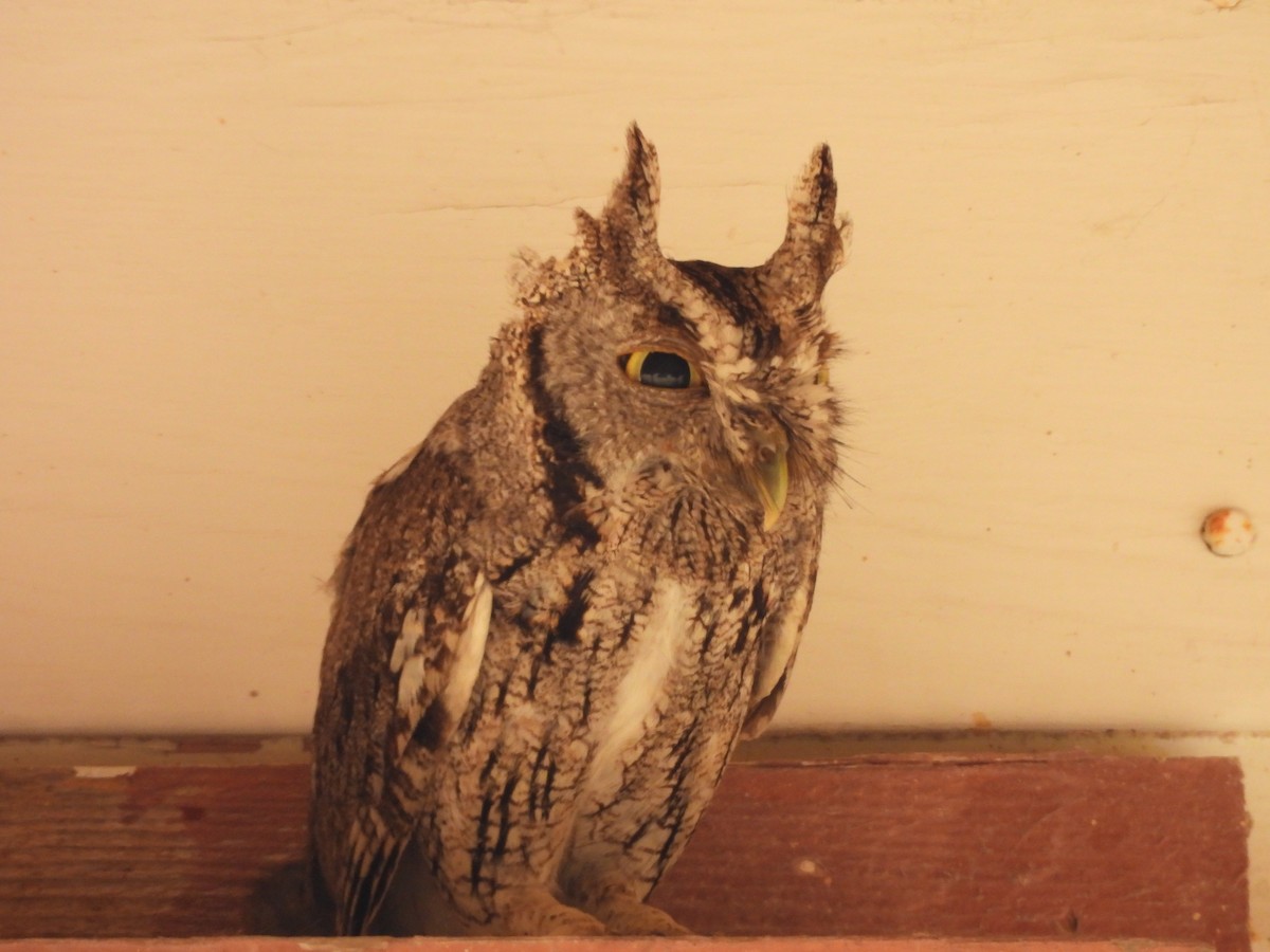 Eastern Screech-Owl (McCall's) - ML620099743