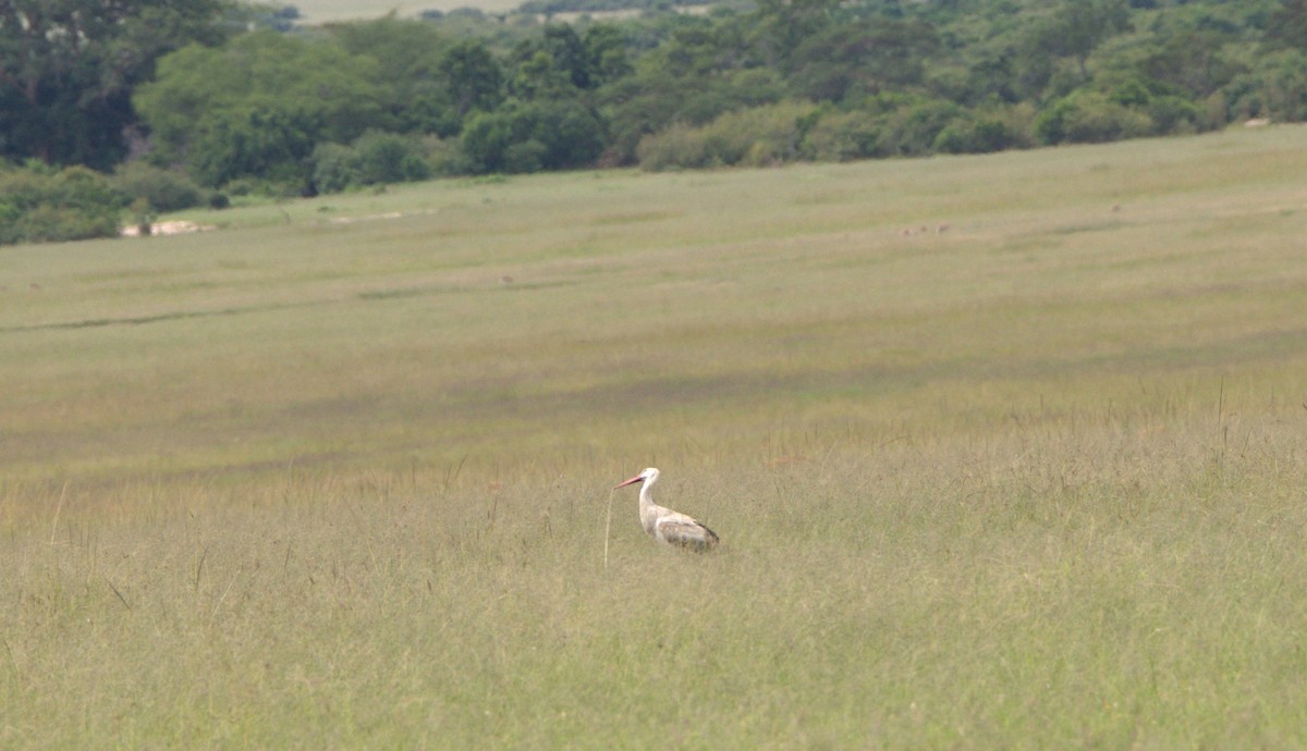 White Stork - ML620099754