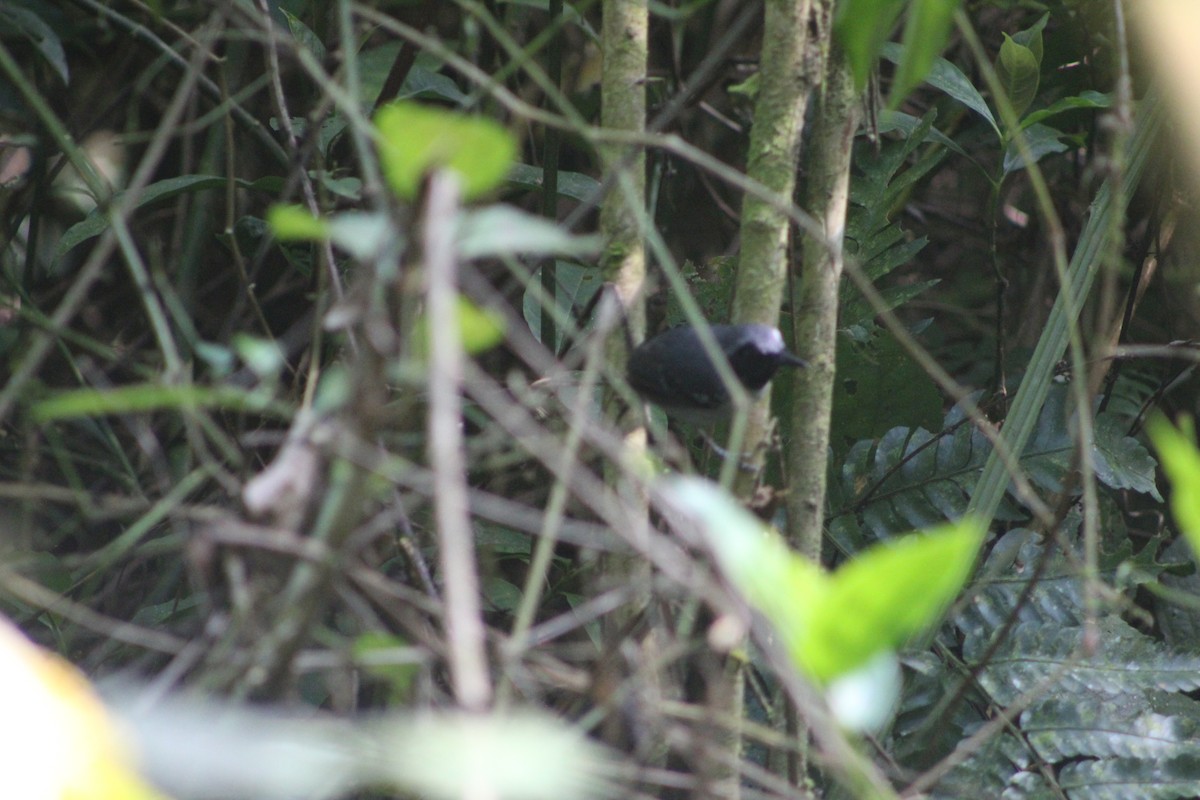 Black-faced Antbird - ML620099755