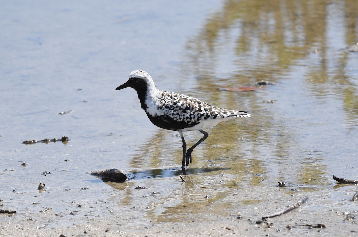 Black-bellied Plover - ML620099756