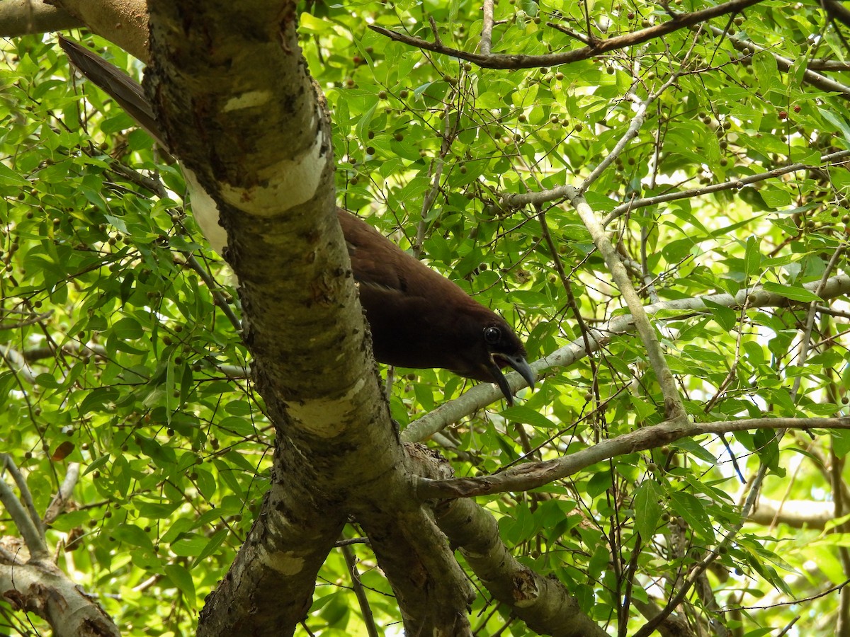 Brown Jay - ML620099762